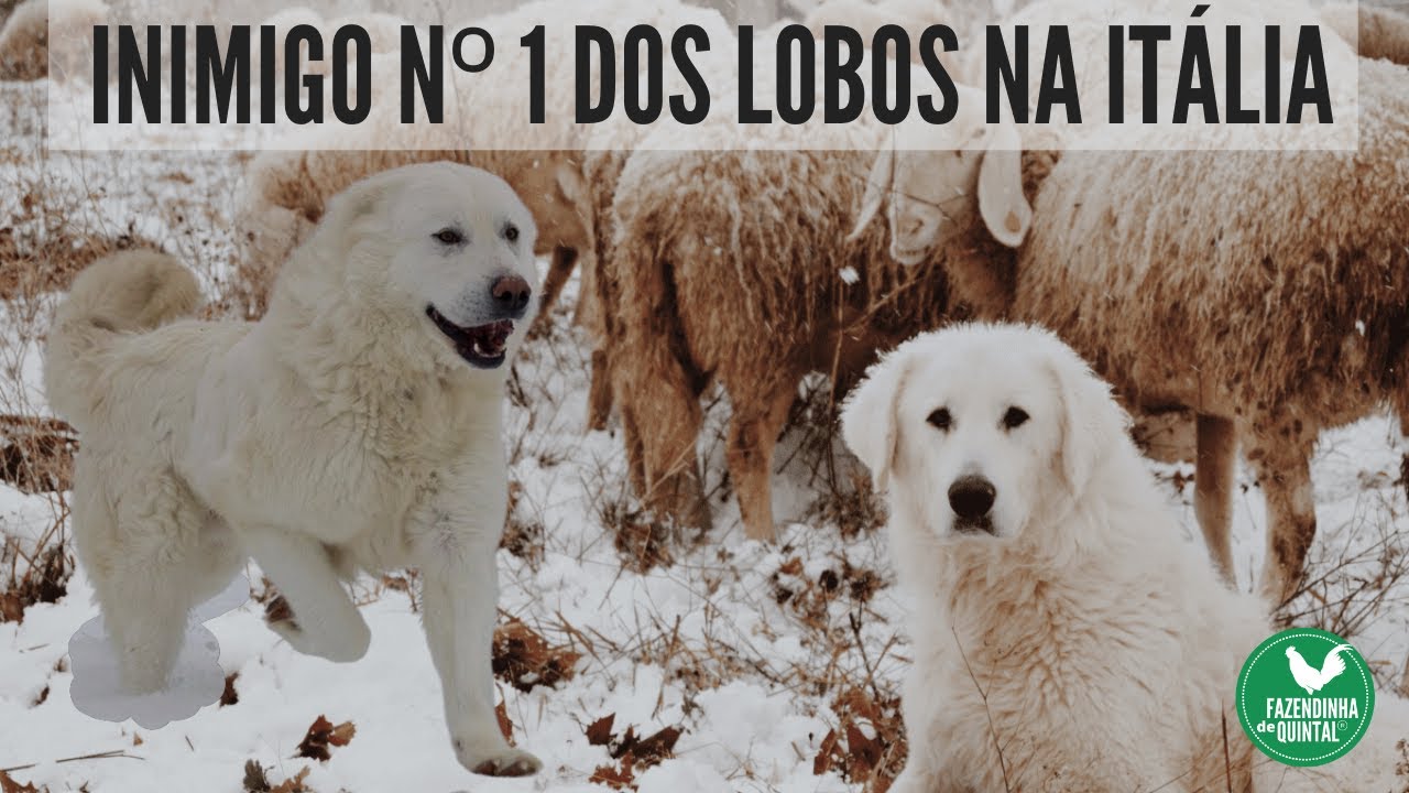 Conheça o Pastor Maremano Abruzês!, image size:1280x720