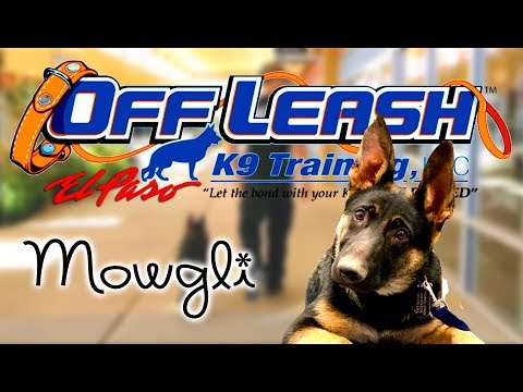 5mo-german-shepherd,-mowgli---best-dog-trainer---el-paso,-tx