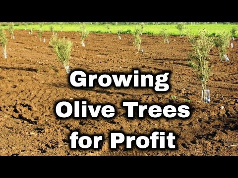 Olive Tree Farming for Profit