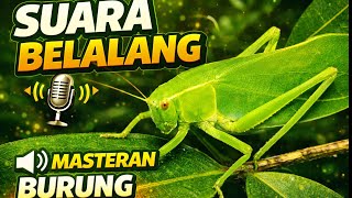 Masteran Walang Kecek untuk Burung Cendet, Sogon, Murai Batu, Kacer, Love Bird, Konin, Pleci