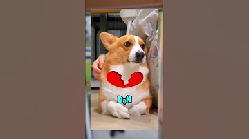 Người Phụ Nữ Bị Cá Sấu Tấn Công #shorts