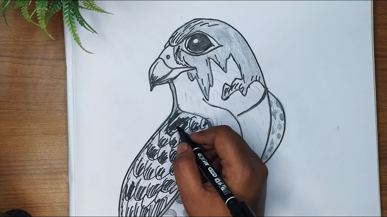 How To Draw A Falcon - YouTube