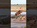 Cheetah Hunts Boar… Then This Happens 😱🐊 ₹shorts #animals