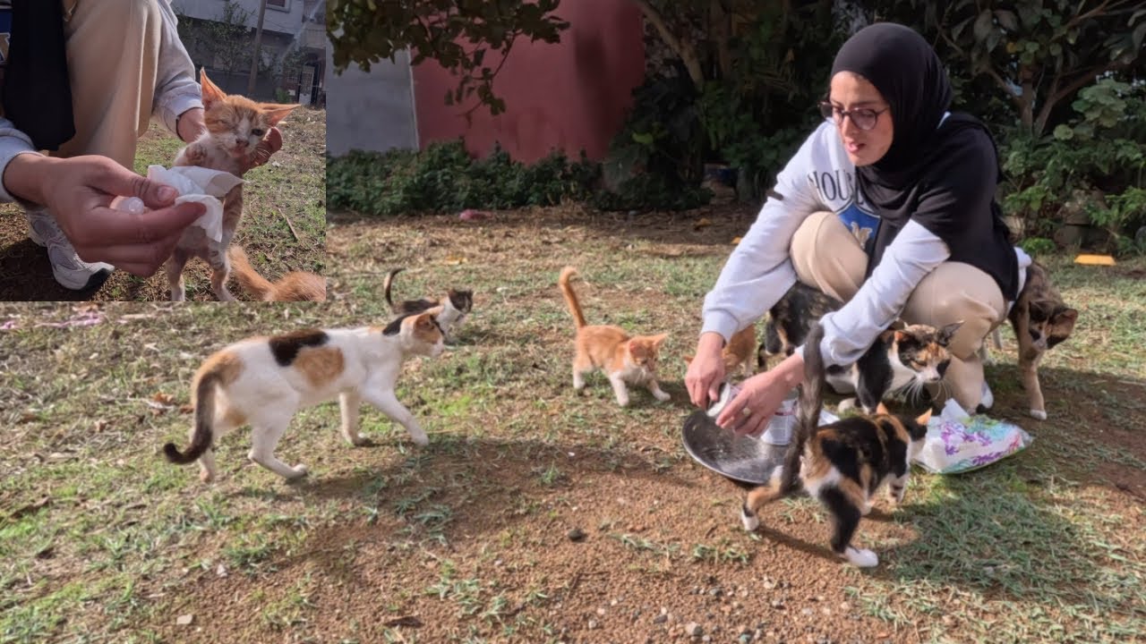 When all the cats ran to us one of the kittens needed help. - YouTube