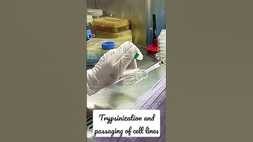 Trypsinization and passaging of cell lines #biotech #biotechnology #lab #molecular #science #cancer
