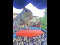 Squirrel Treats Bird Feeder Like His Personal Buffet! 🐿️😂