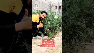 عشاق زراعة الفول البلدي/ أفضل طعم وجودة /حصاد الفول/harvest bean