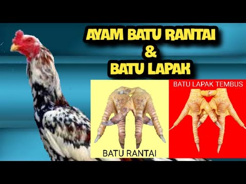 Batu Rante Ayam batu Rantai & Ayam batu lapak - Kelebihan & kekurangannya II # ...