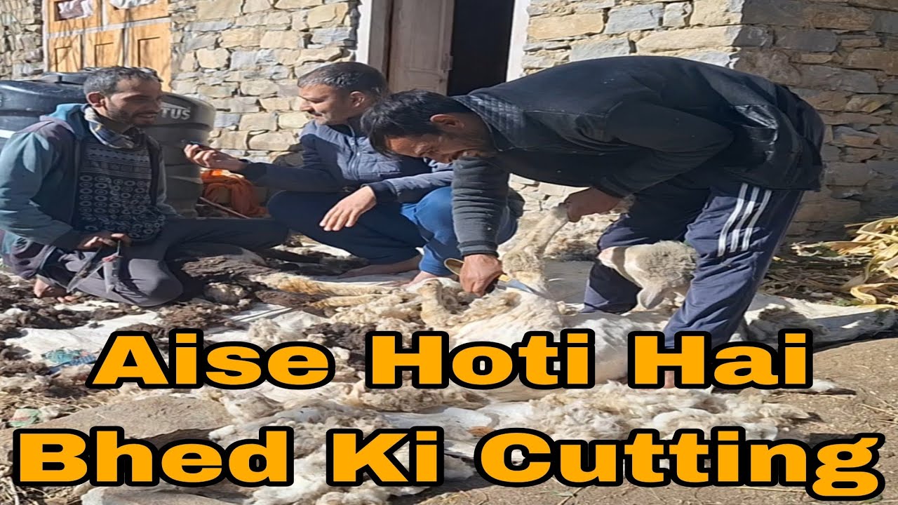 Aise Hoti Hai Bhedon Ki Cutting | Sheep 🐑 | Straight Talks Inside | Dev ...