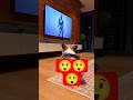 Dancing dogs 😂🐶📺 | Funny Moments