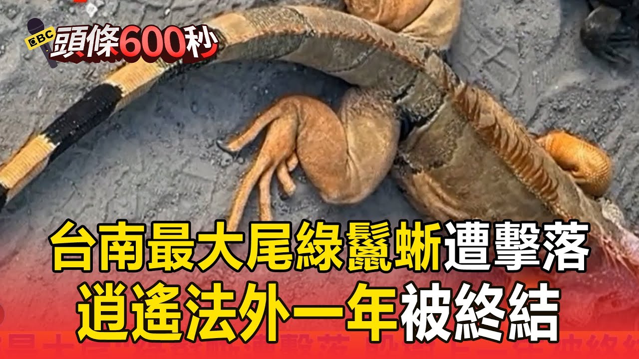 「台南最大尾」綠鬣蜥遭擊落！「逍遙法外一年」被終結【頭條600秒】