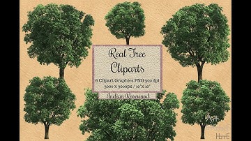 Real Tree Cliparts - Indian Rosewood - photoshop overlays png, Tree layout, transparent background