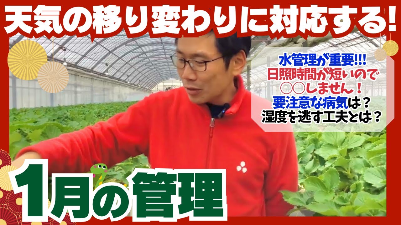 イチゴ大事典 イチゴ大事典 | 農文協 |本 | 通販 | Amazon