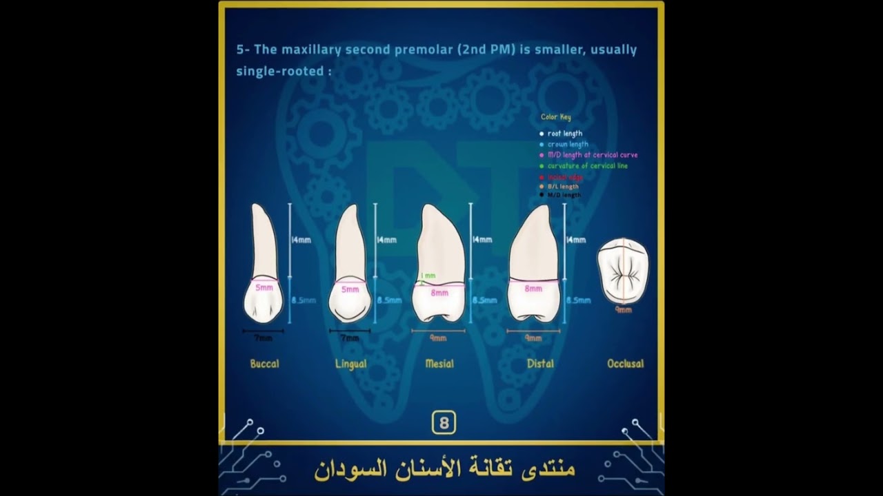 دورة تدريبية عن dental morphology | المحاضرة الثانيه | تقديم تقني أسنان : محمد حسن |