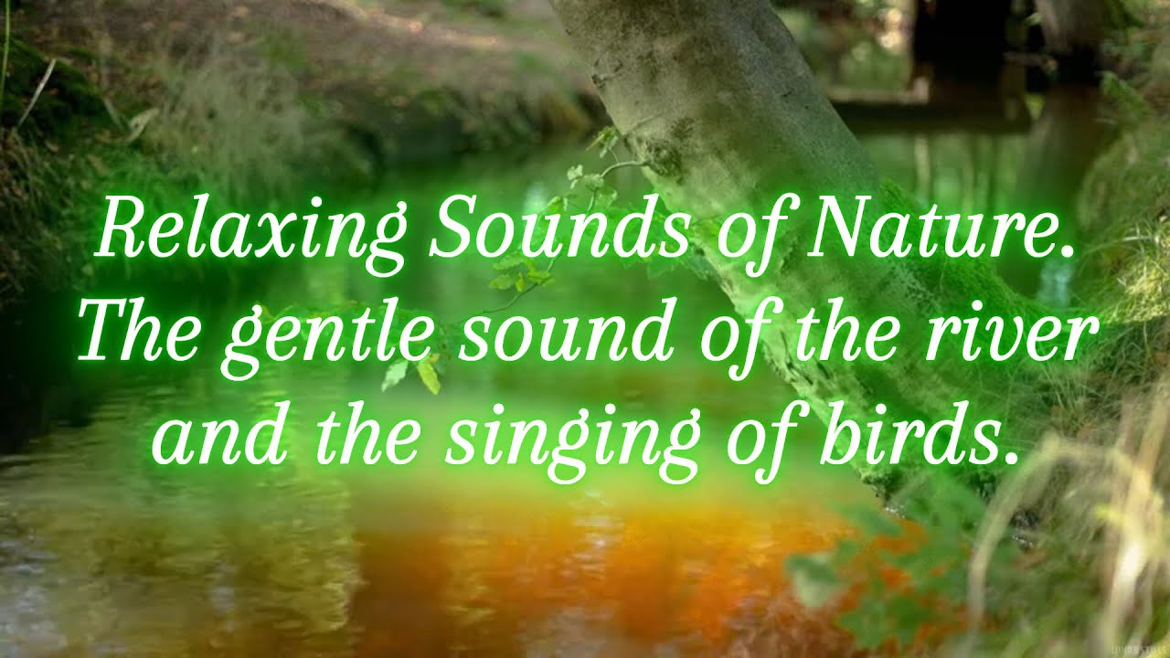 Relaxing Sounds of Nature. The gentle sound of the river and the ...