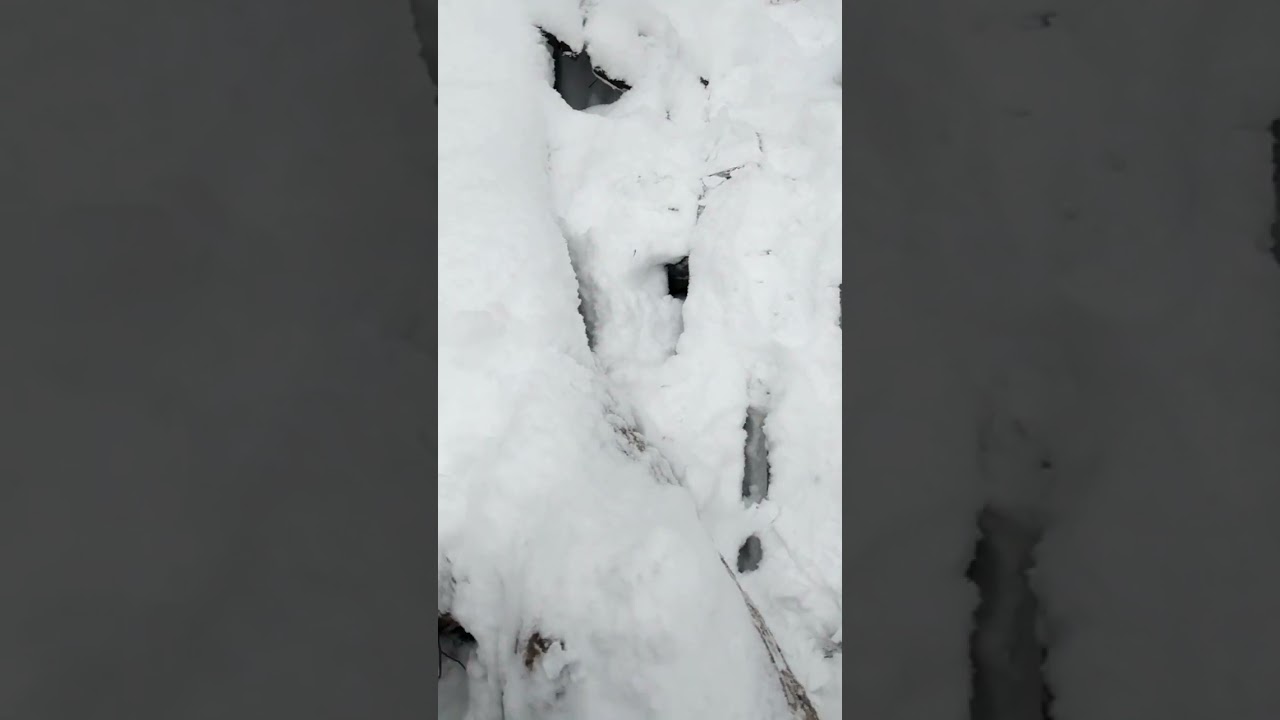 The beautiful wilderness of Portage Michigan