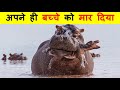 जानवर अपने बच्चों को क्यों मारते हैं ? Worst Animal Parent in Animal Kingdom