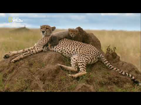Удивительный, Животный Мир - Африка, Школа Выживания. Документальный Фильм. National Geographic