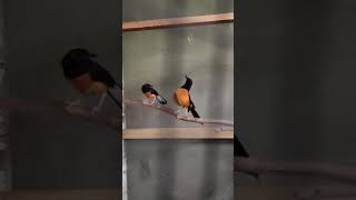 murai batu raja/avatar blacktail merayu betina borneo