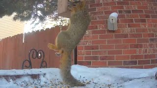 Cute and hungry squirrel eats until he’s stuffed