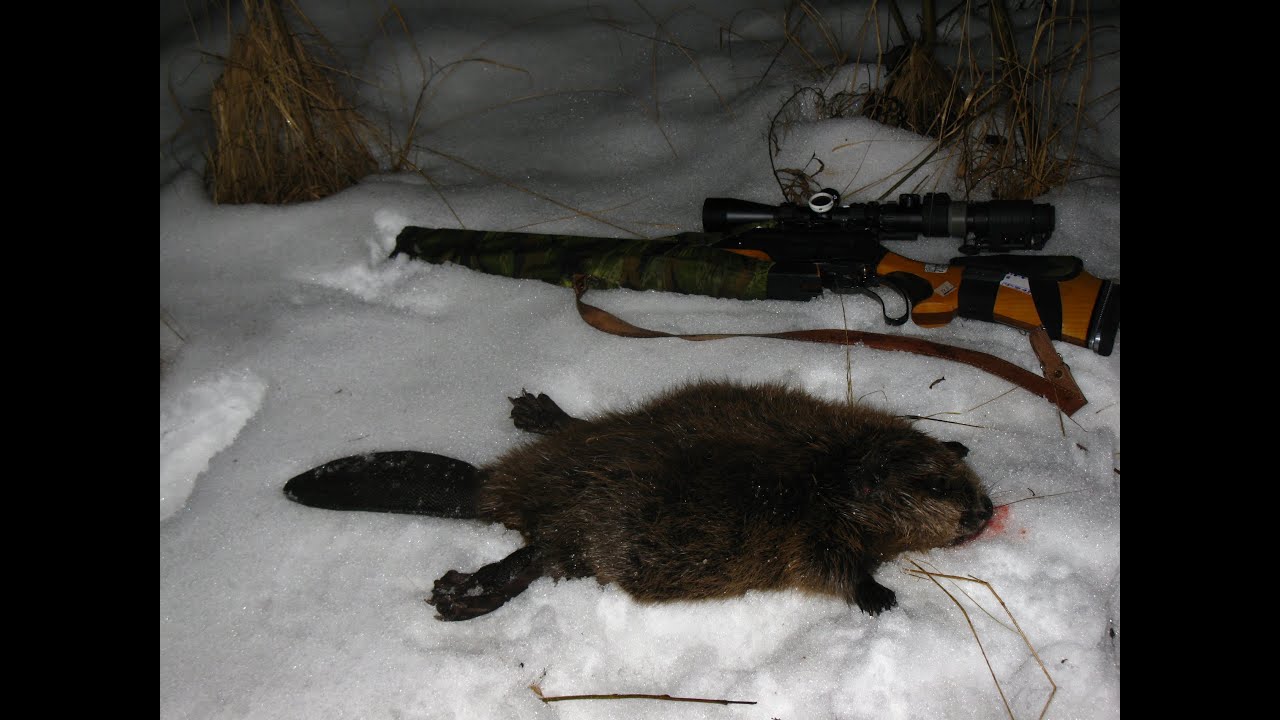 Охота на бобра в финляндии (зима) охота на изюбря
