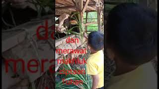 menyayangi dan merawat mahluk ciptaan Tuhan PAUD