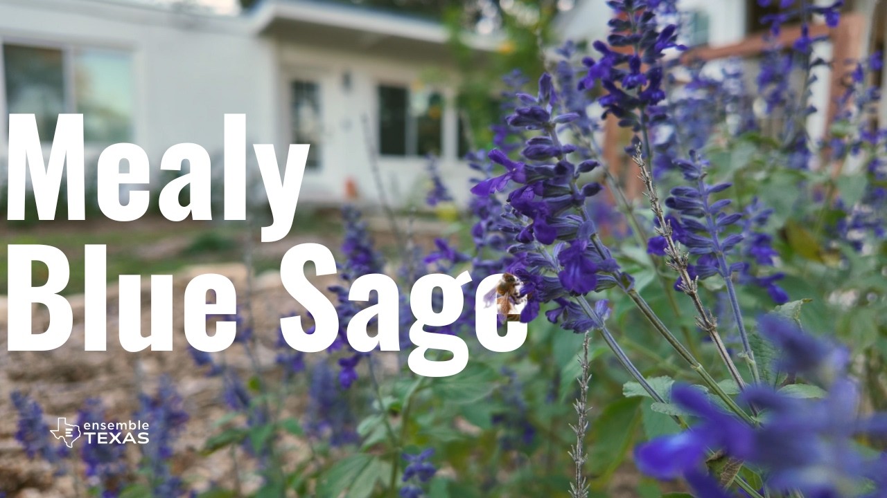 Полное руководство по выращиванию мучнистого голубого шалфея | Растения, свойственные Техасу 🌱