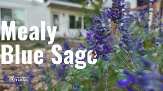 The Complete Guide To Growing Mealy Blue Sage Texas Native Plants