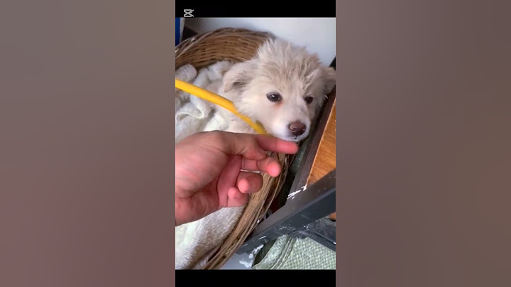 Kind Man Rescues Lonely Puppy and Gives Him a New Life 🐾❤️"