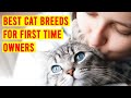 10 best cat breeds for first time ownersbeginners all cats