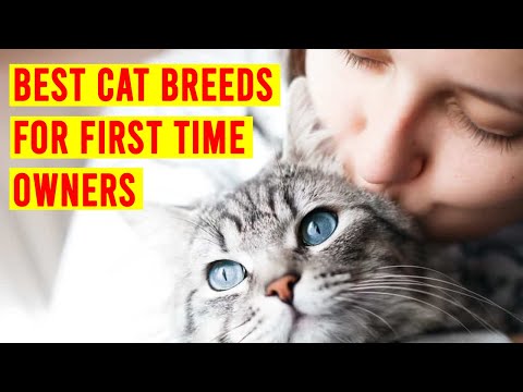 Video: Cat Behavior Myths: 5 Daugiau Decoded