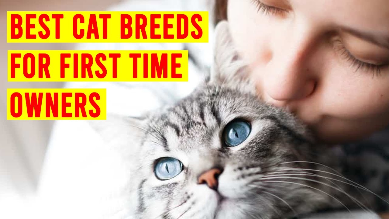 10 Best Cat Breeds For First Time Owners/Beginners/ All Cats