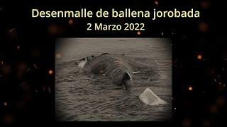Desenmalle de ballena jorobada (La Paz, B.C.S., Méx. 2 de marzo 2022)