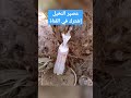 عصير النخيل mp3