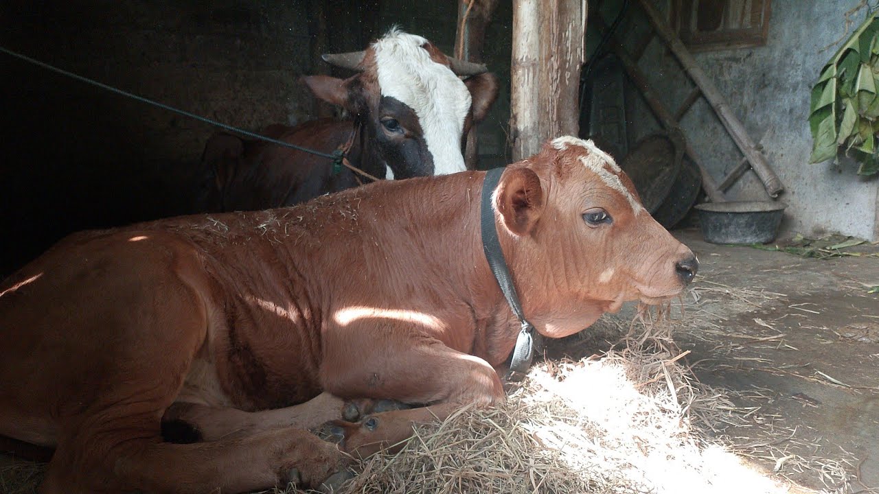 DHAMEN/JERAMI MAKANAN ALTERNATIF UNTUK SAPI ‼️