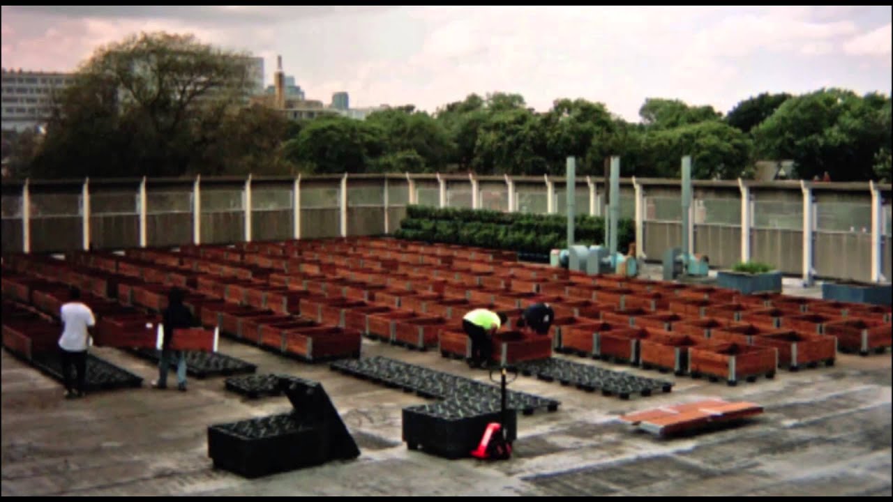 The School Grown Rooftop