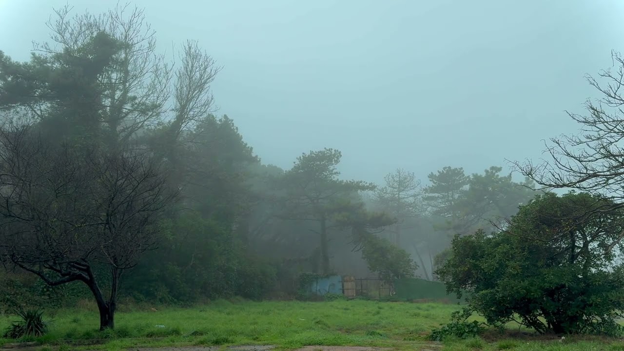 Foggy Forest & Distant Ocean Waves 🌫️🌊 | Real Nature Sounds for Deep Calm, Focus & Sleep (6 Hours)