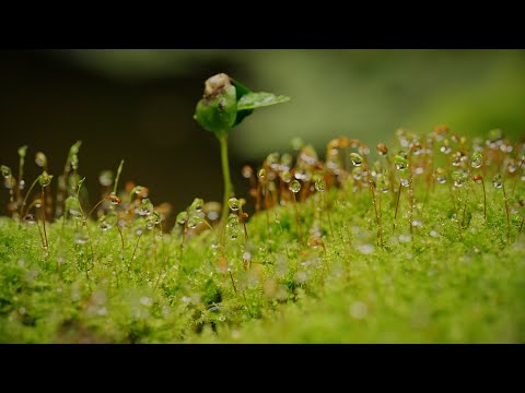 മോസ് എവലൂഷൻ - റാൽഫ് റെസ്കിയുടെ ഒരു പ്രഭാഷണം