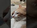 #cat #studywithmeandmycat #funnyanimal #study #funnycat
