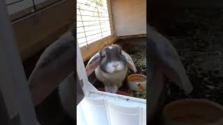 Je Doet Het Konijnen Hok Open