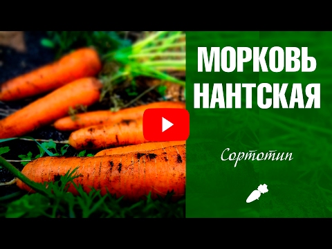 Видео: Информация о нантской моркови - узнайте о выращивании нантской моркови