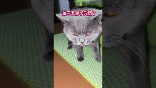 Lan Er Wu is injured and it is unclear which cat hit him.