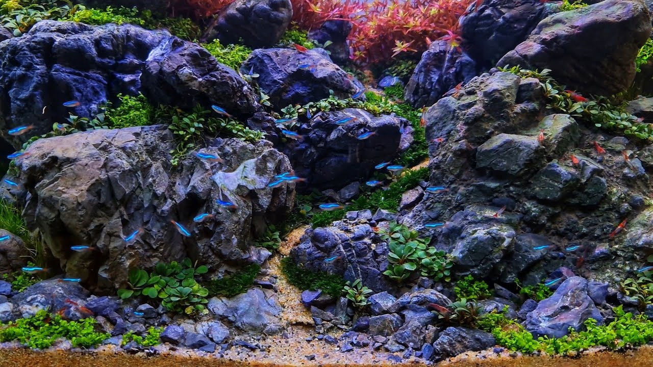 Brazilian Style Aquascape Aquascape styles and ideas THE 2HR