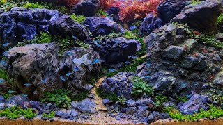 #244 Brazilian style aquascape with local Indonesian rocks