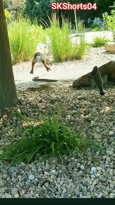 Python vs Rabbits #shorts #short #viral #new #shortsvideo #youtube ...