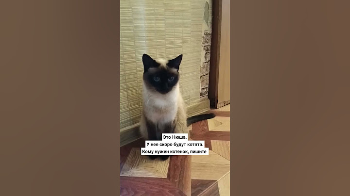 Сиамская кошка Нюша.