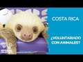 Voluntariado con ANIMALES en Costa Rica 2020-2021