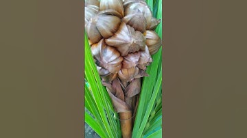 Nipa Palm Fruit #shorts #agro #2022 #porocamotes