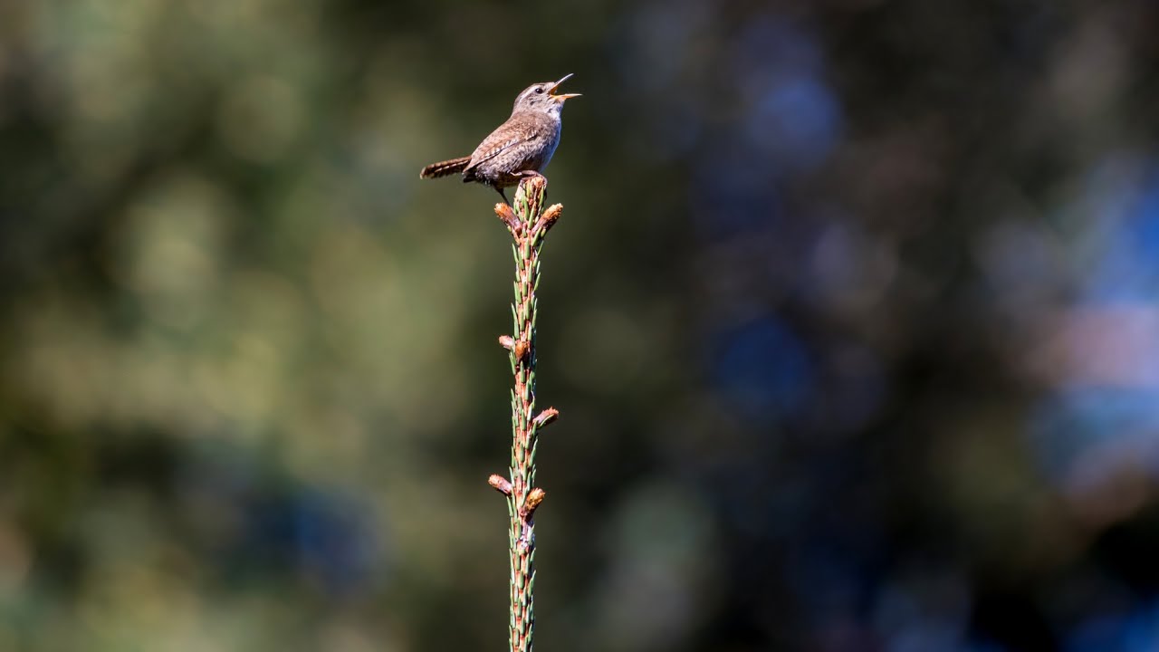 Крапивник поет. Troglodytes troglodytes. Птицы Беларуси.
