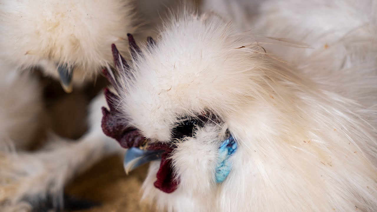 Silkie Bantam Chickens LIVE Coop Cam